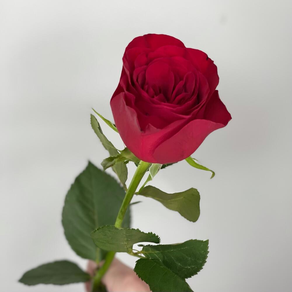 1651989561_33854949